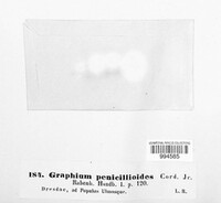 Graphium penicillioides image